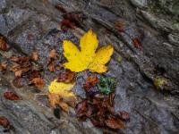 Herbstblätter auf Fels in Bachrinnsal